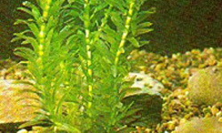 oxigenadora acuario pecera